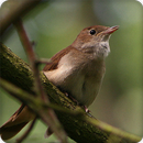Nightingale Bird Call Sounds Ringtone APK
