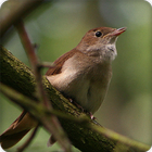 Nightingale Bird Call Sounds Ringtone biểu tượng