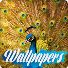 Peacock Wallpaper आइकन