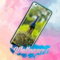 Peacock Wallpaper स्क्रीनशॉट 3