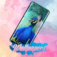 Peacock Wallpaper पोस्टर
