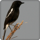 Pied Bushchat Bird Call Sounds Ringtone APK
