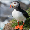 Puffin Bird Call Sounds Ringtone