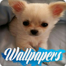 Puppy Wallpaper Images APK