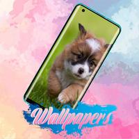 Puppy Wallpaper Images 海報