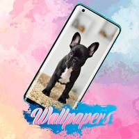 Puppy Wallpaper Images 截圖 3