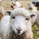 Sheep Sounds Ringtone APK