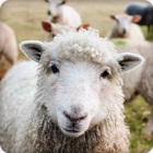 Sheep Sounds icon