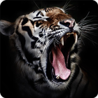 Tiger Sounds ícone