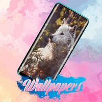 Wolf Wallpaper Images постер