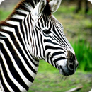 Zebra Sound Ringtones APK