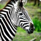 Zebra Sound Ringtones ícone