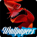 APK Betta Fish Wallpaper Images