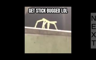 Poster Find Stick Bug