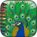 Peacock Coloring pages APK