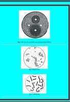 Bacteriologie اسکرین شاٹ 1