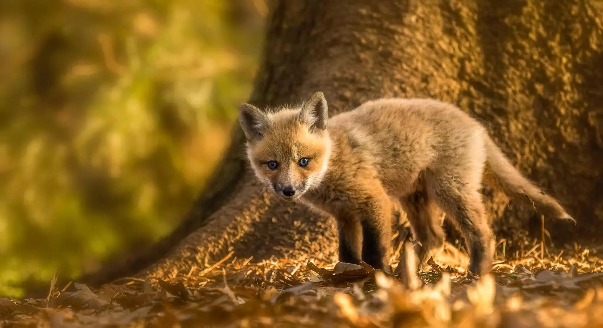 Baby Fox Wallpaper Apk For Android Download