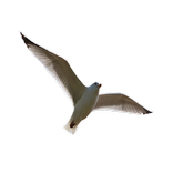 ”পাখি (The bird)