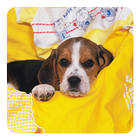 Beagle Live Wallpaper icône