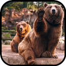 Bears Wallpapers APK
