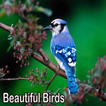 Beaux oiseaux