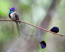 Beaux oiseaux capture d'écran 2