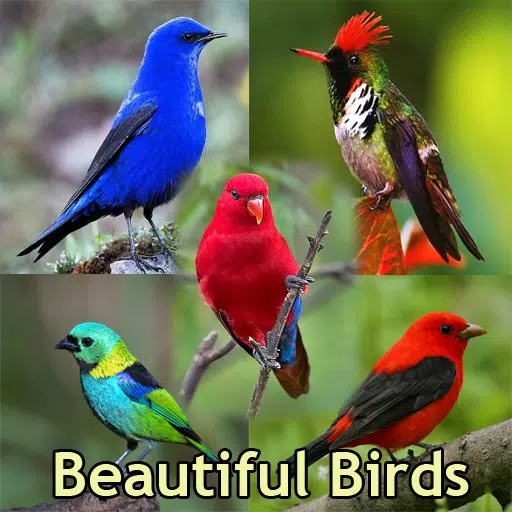 美丽的鸟壁纸安卓下载 安卓版apk 免费下载