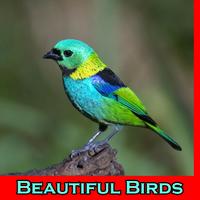 Beautiful Birds Wallpaper Affiche