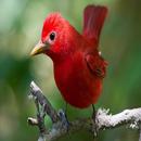 Beautiful Brids APK