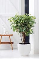 برنامه‌نما Beautiful Interior Plants Ideas عکس از صفحه