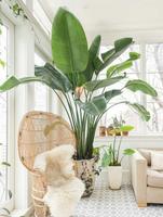 برنامه‌نما Beautiful Interior Plants Ideas عکس از صفحه