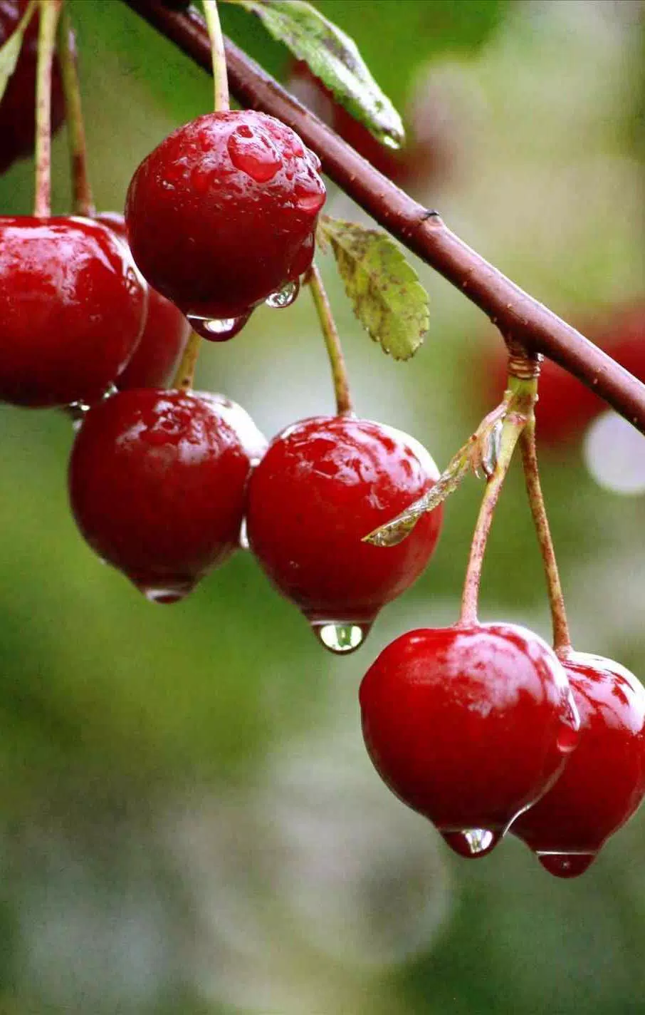 Beautiful Rain Wallpaper APK pour Android Télécharger Beautiful Rain Wallpaper APK pour Android Télécharger