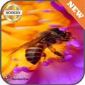 Bee HD Wallpaper