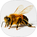 Bee Sounds