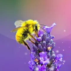 Bee Live Wallpaper ? Cute Moving Background