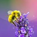 Bee Live Wallpaper 🐝 Cute Moving Background aplikacja