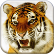 Bengal Tiger Live Wallpaper