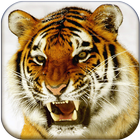 Bengal Tiger Live Wallpaper icon