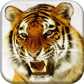 Tigre du Bengale Fond d&#39;écran icon