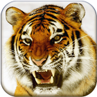 Bengal hổ Hình nền động biểu tượng