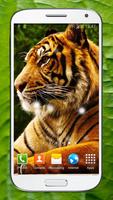 Harimau Gambar Animasi poster