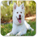 Best Sounds Dog