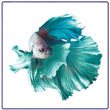 बेटा मछली