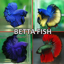 Betta Fish aplikacja