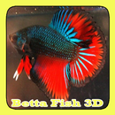 Betta Fish 3D APK