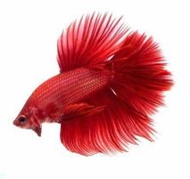 Betta Fish 3D capture d'écran 2