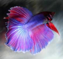 Betta Fish 3D captura de pantalla 3