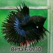 Betta Fish 3D