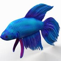 Betta Fish 3D Affiche