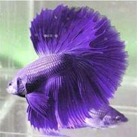 Betta Fish 3D скриншот 3